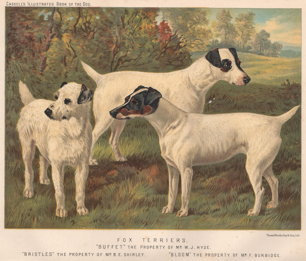 DOGS. Fox Terriers;